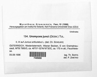 Uromyces junci image